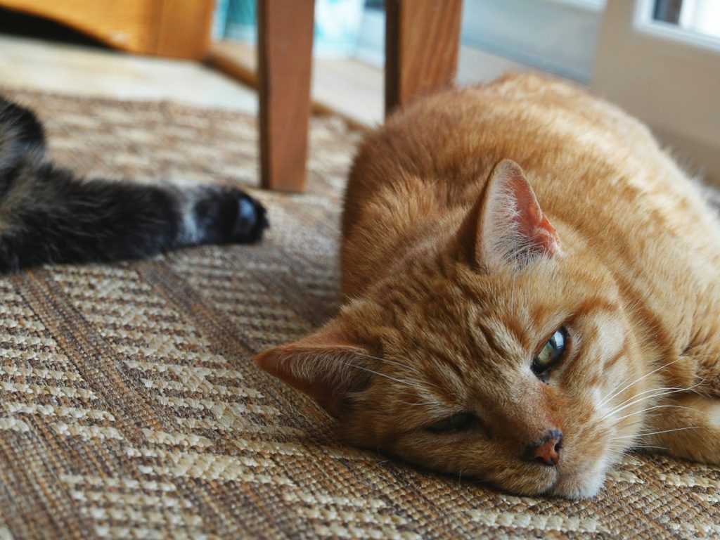 An orange cat rests on a patterned rug