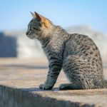 a cat sitting on a ledge looking at something