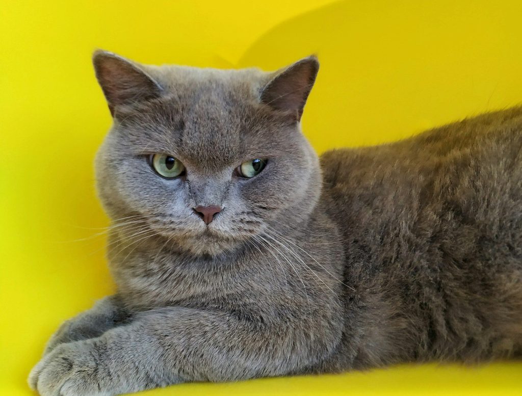 a gray cat sitting on a yellow chair