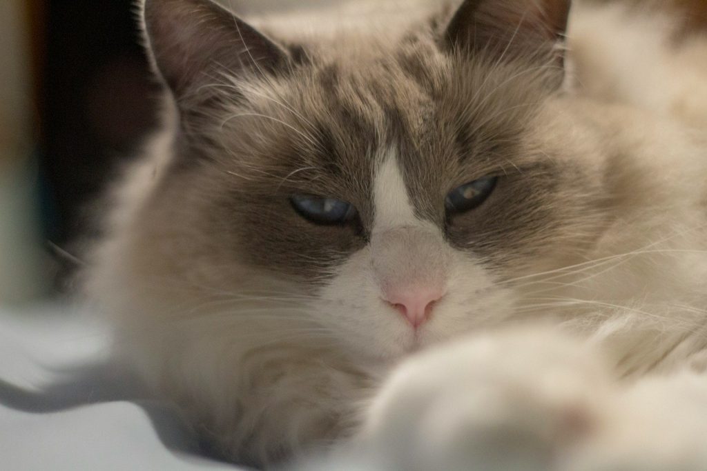 brown and white cat lying on white textile
