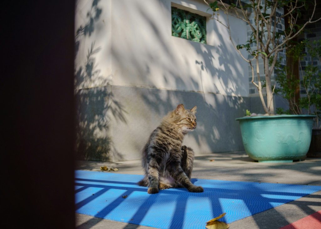 A cat is sitting outside in the sunlight.