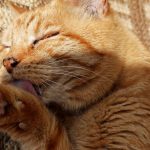 An orange tabby cat grooming its paw.