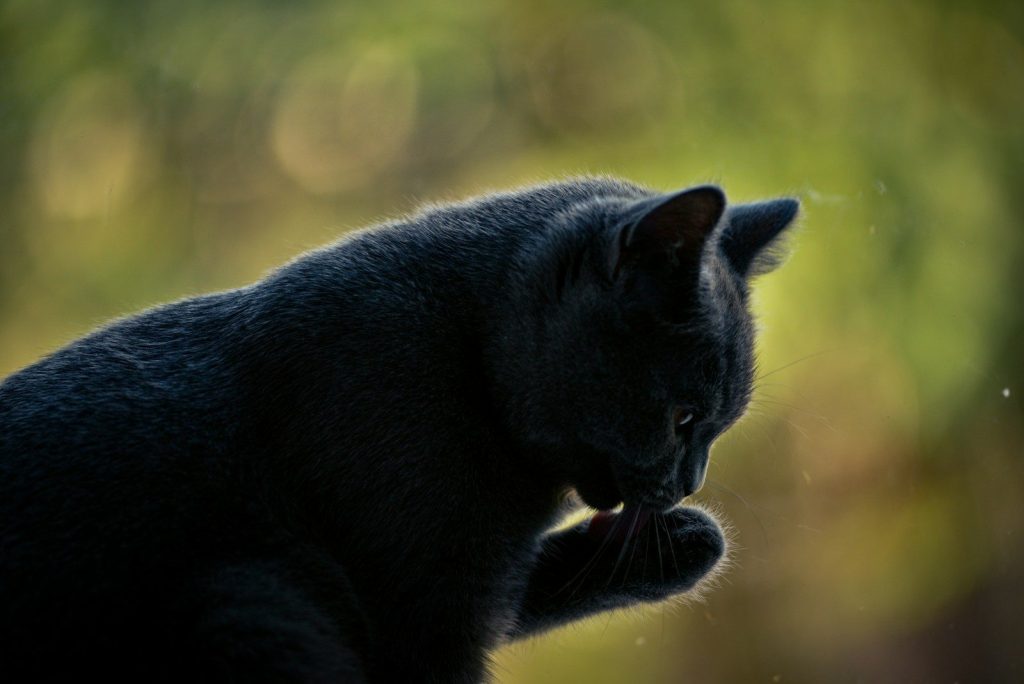 A dark gray cat grooming its paw