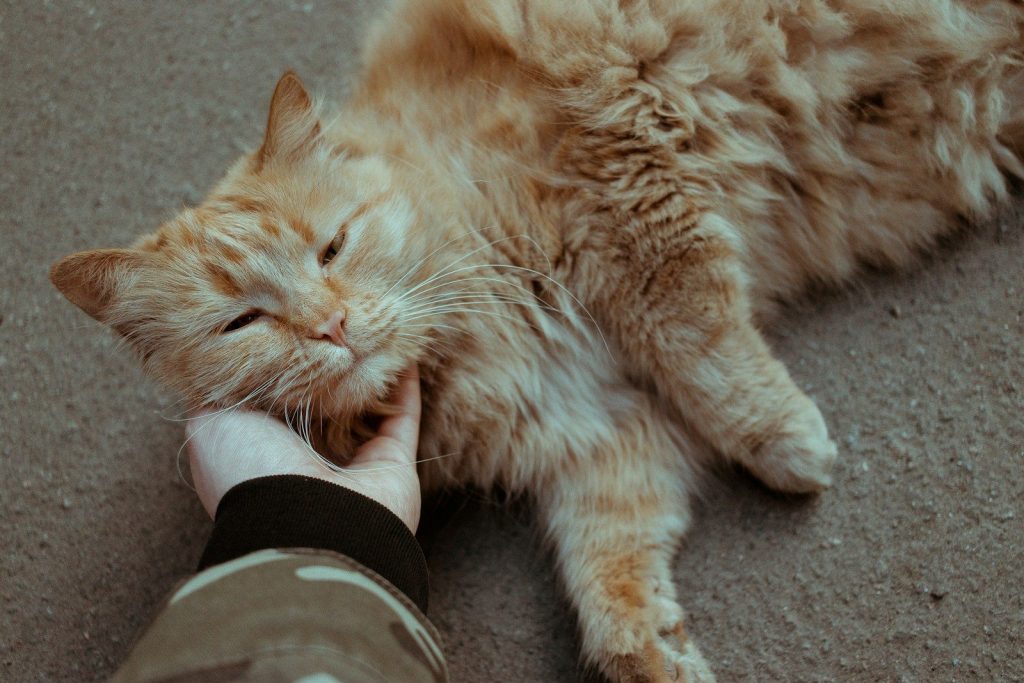 a cat lying on the ground