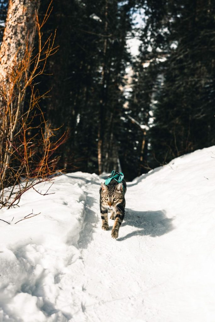 a cat walking across a snow covered forest