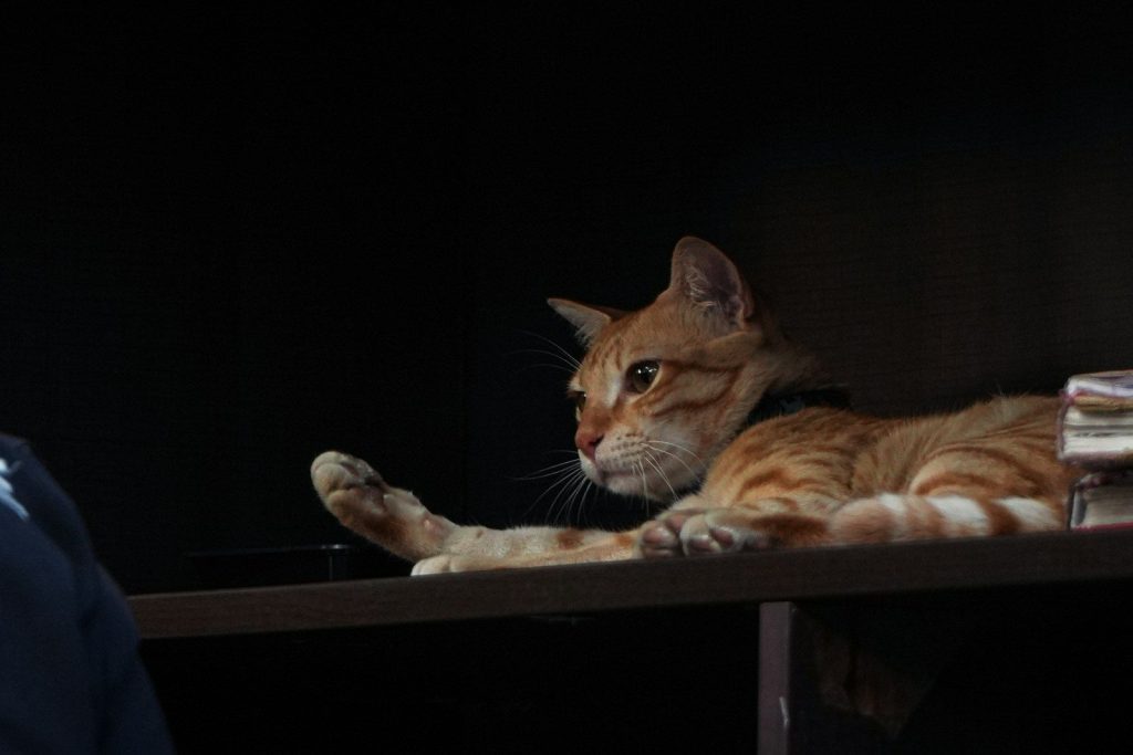 An orange tabby cat lies on a dark shelf.