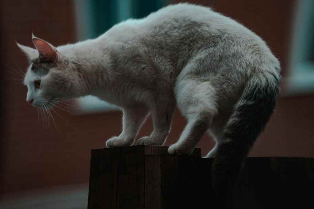 white cat on brown wooden table