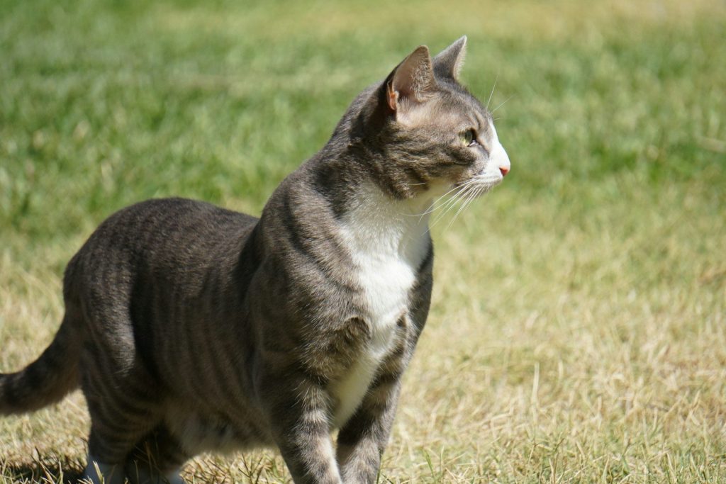 A gray and white cat walking across a grass covered field