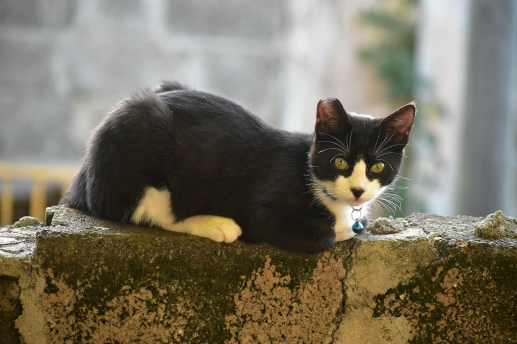 A black and white cat sitting on top of a stone wall