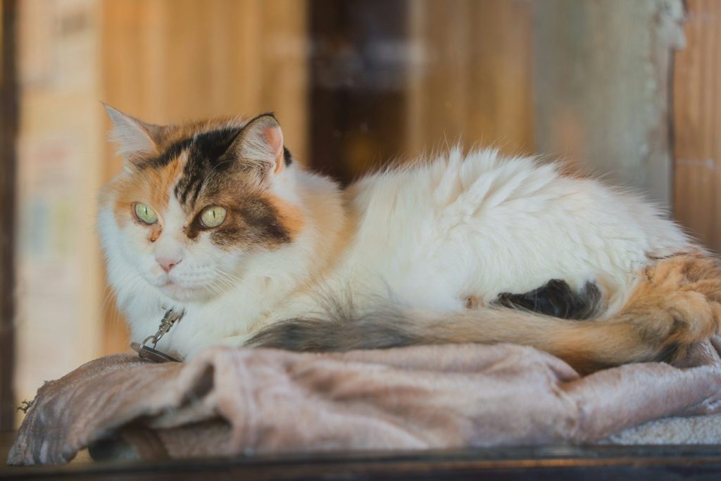 a cat laying on top of a blanket on top of a table