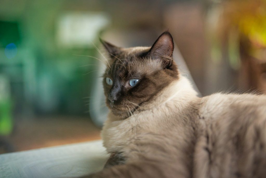a close up of a cat laying on a table