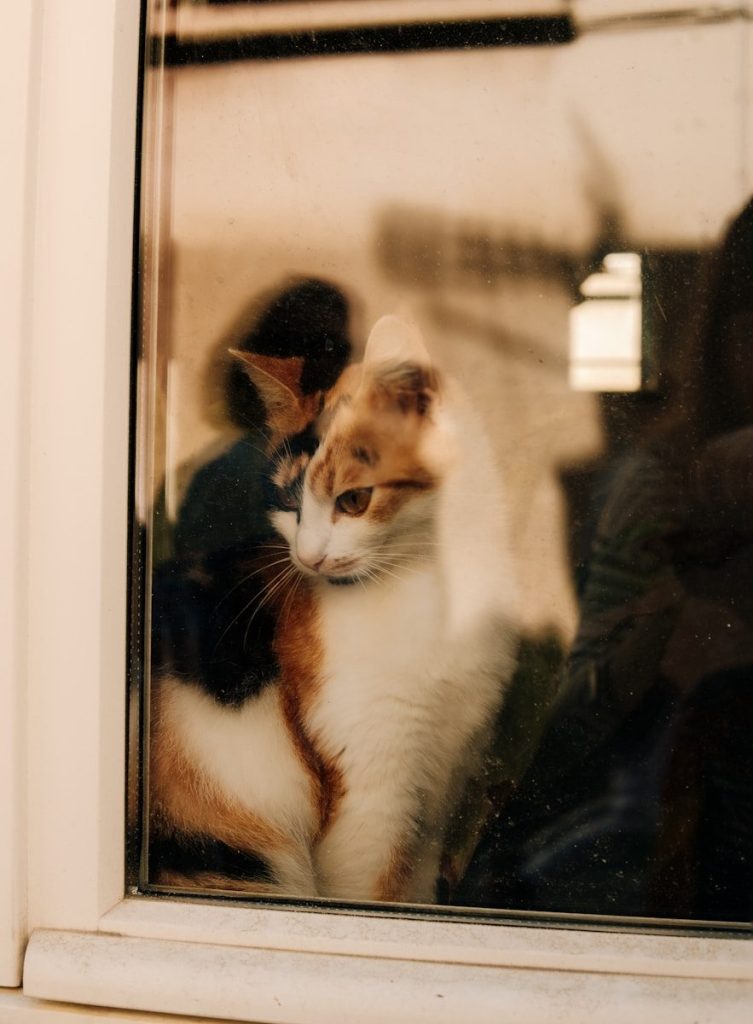 A calico cat looks out a window
