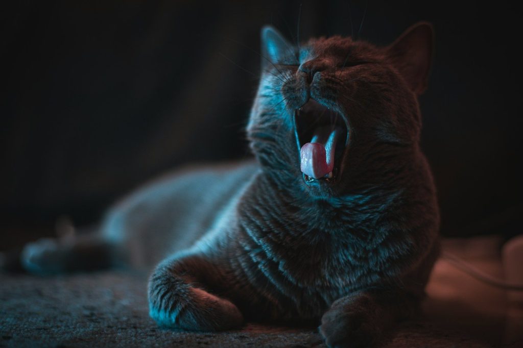 gray cat lying on gray textile