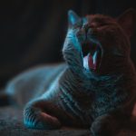 gray cat lying on gray textile