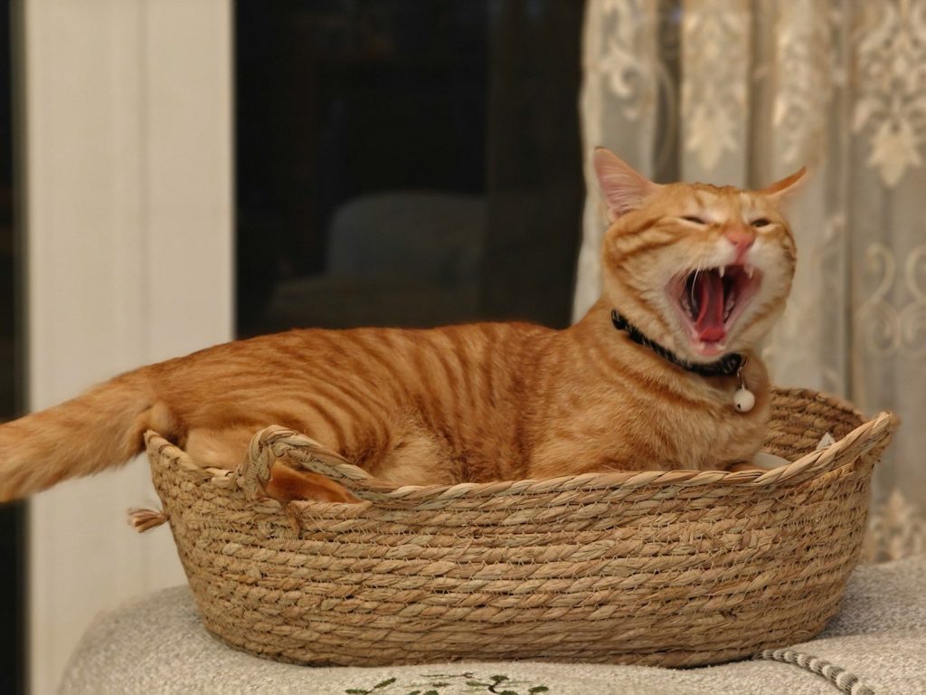 An orange cat is yawning in a basket.