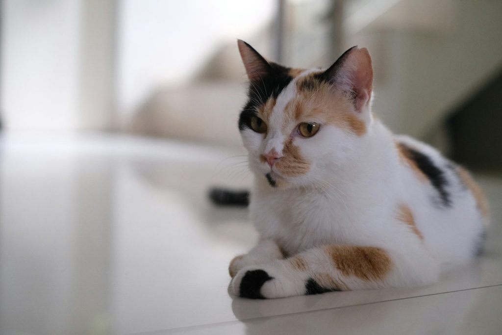 a calico cat sitting on a white table
