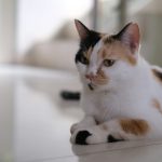 a calico cat sitting on a white table