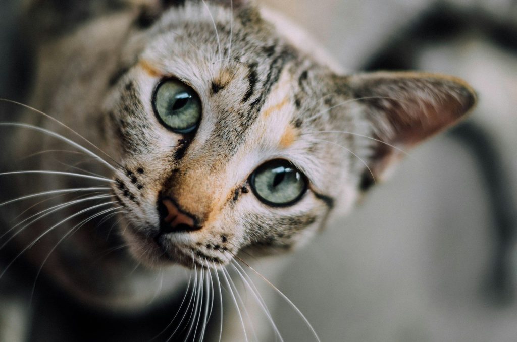 shallow focus photography of gray kitten