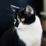 a cat looking at the camera