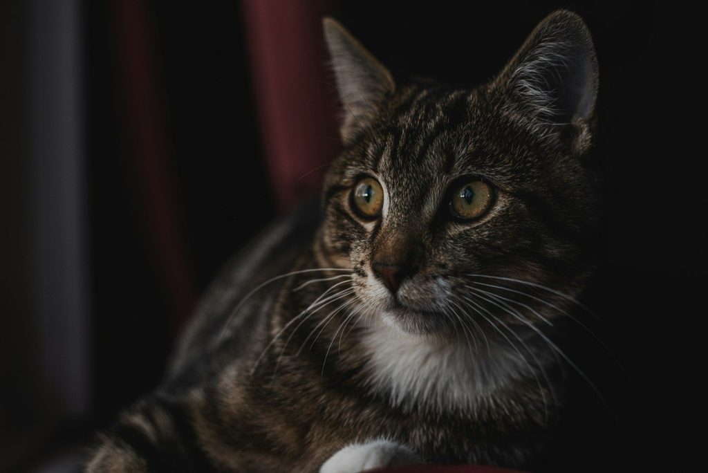 brown tabby cat in close up photography