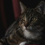 brown tabby cat in close up photography