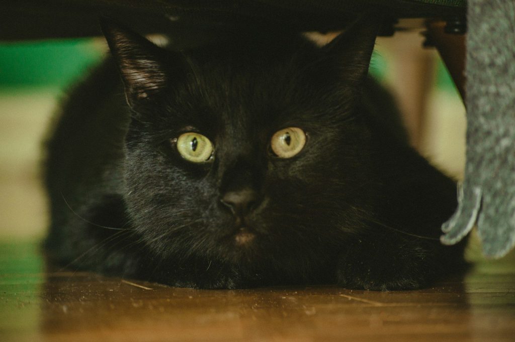 a black cat with yellow eyes