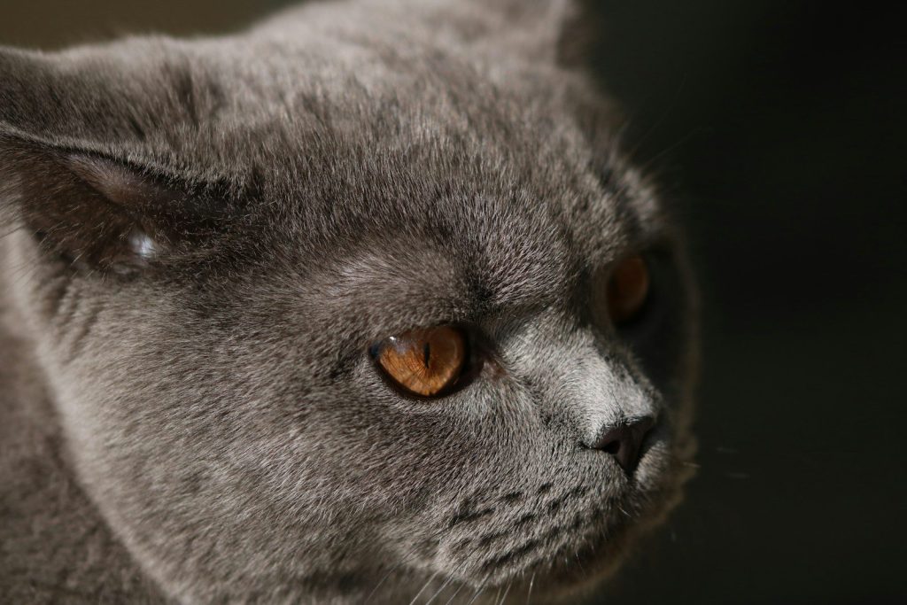 russian blue cat in close up photography