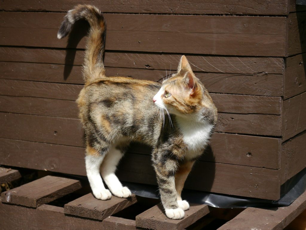 A cat standing on top of a wooden crate