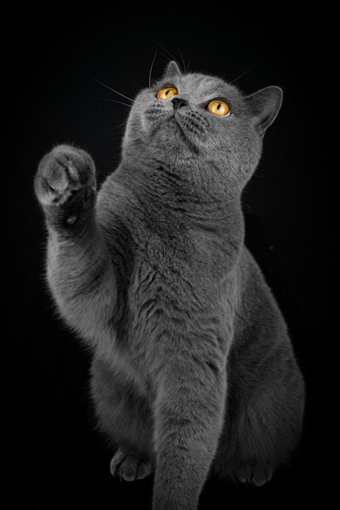 A grey cat with bright orange eyes reaches up.