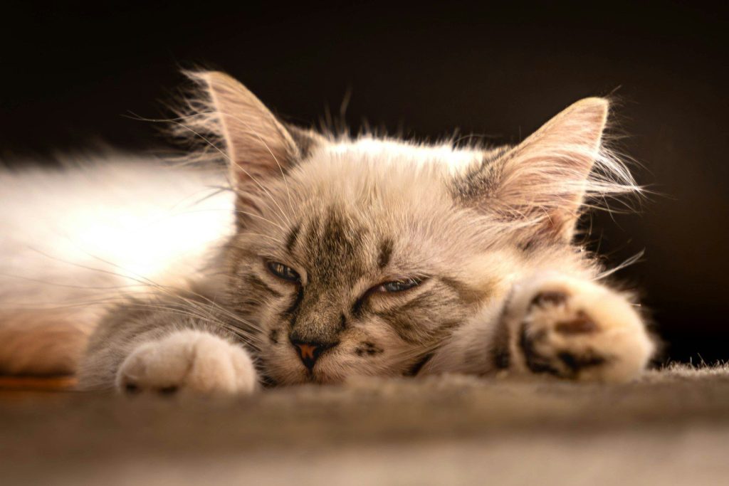 A fluffy kitten rests with its eyes closed.