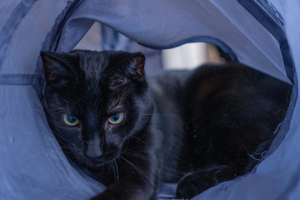 A black cat peeks through a tunnel.
