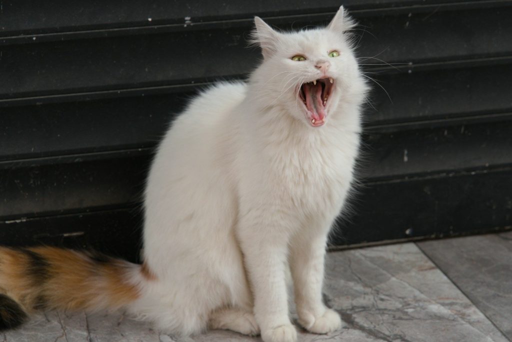 White cat yawning widely with green eyes