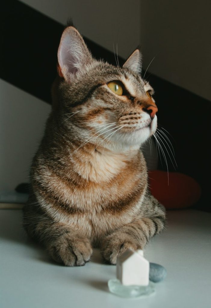 a cat sitting on a table next to a toothbrush