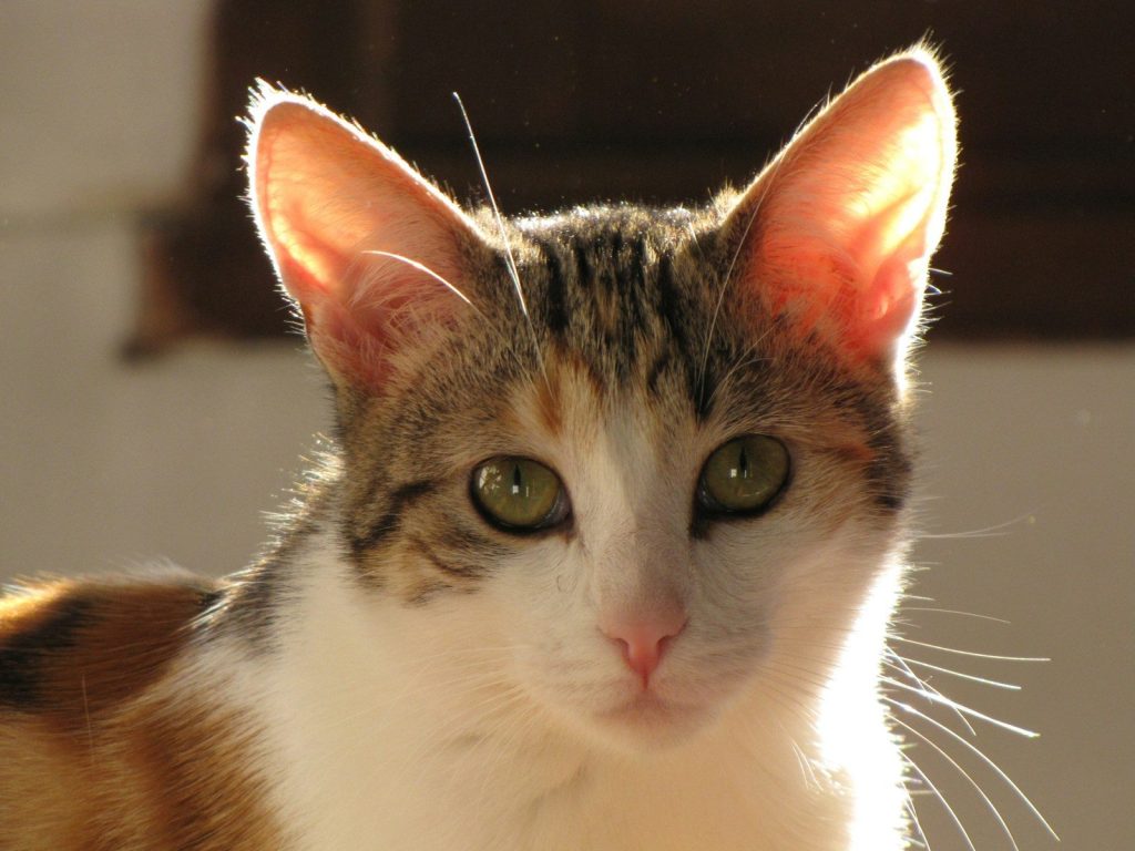 Close-up of a calico cat with green eyes.