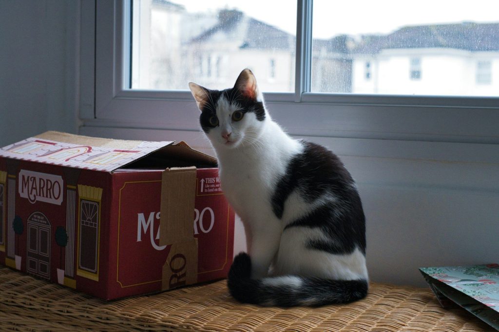 A black and white cat sits by a window.