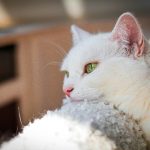White cat with striking green eyes relaxing in sunlight.