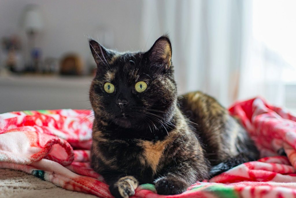 A tortoiseshell cat rests on a floral blanket.