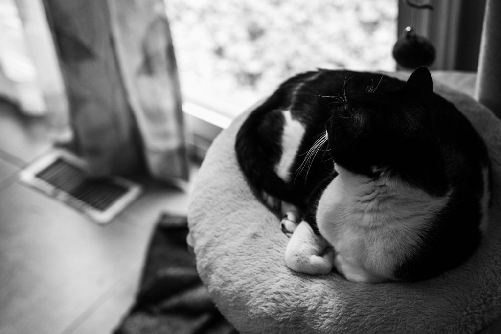 a black and white cat laying on top of a cat bed