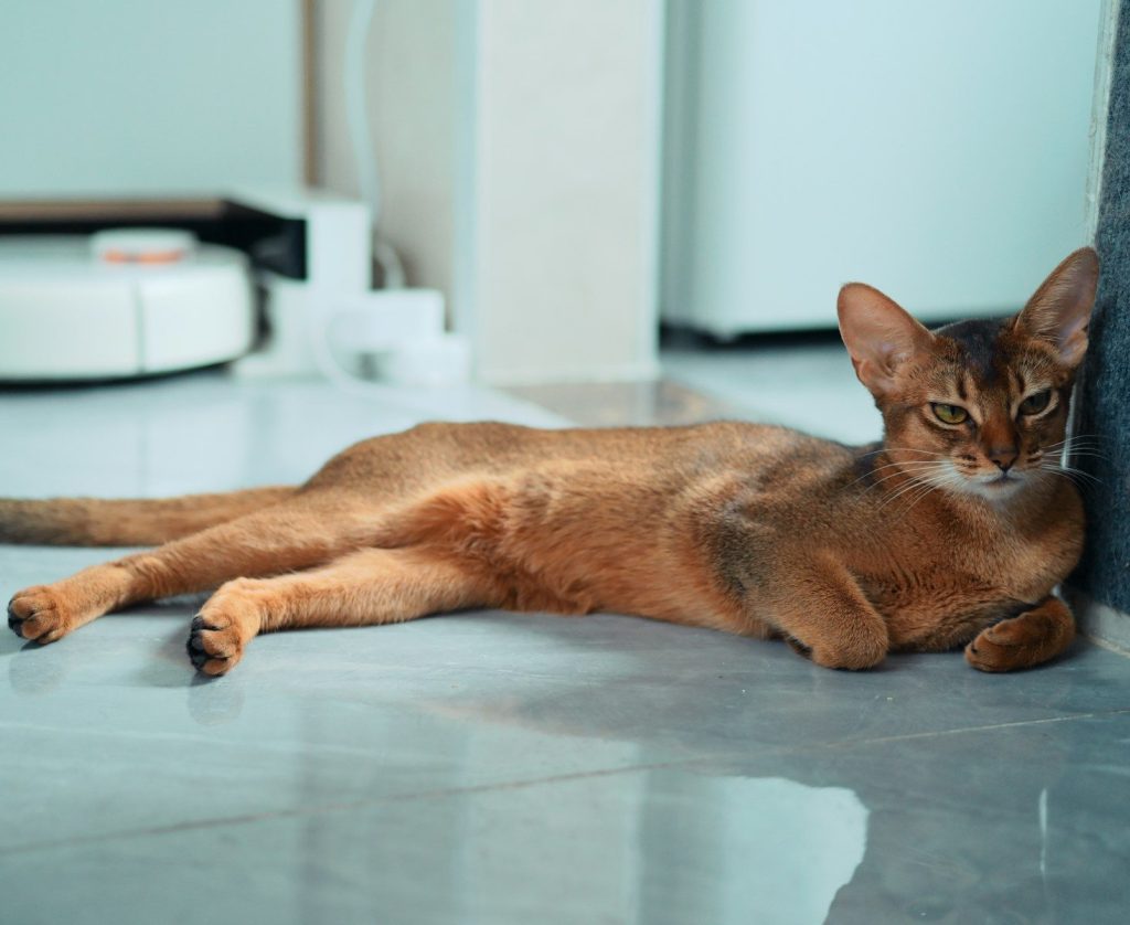 A cat is relaxing and posing on the floor.