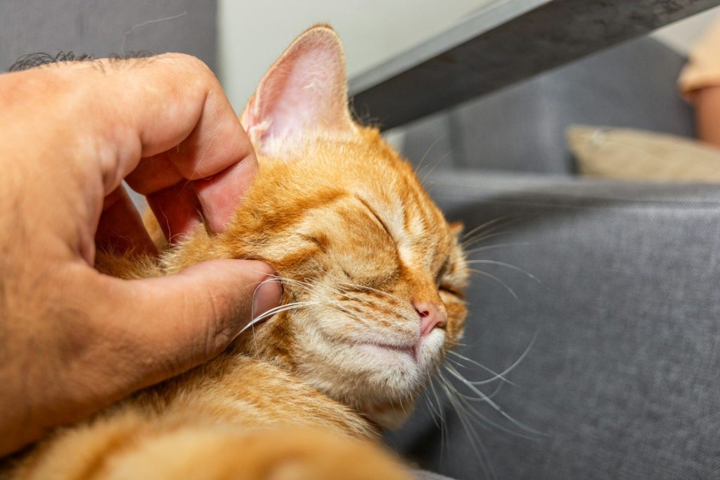 a person petting an orange cat with his eyes closed