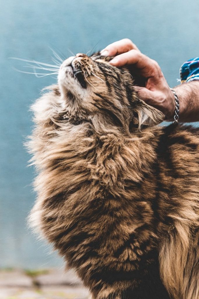 a person is petting a fluffy cat