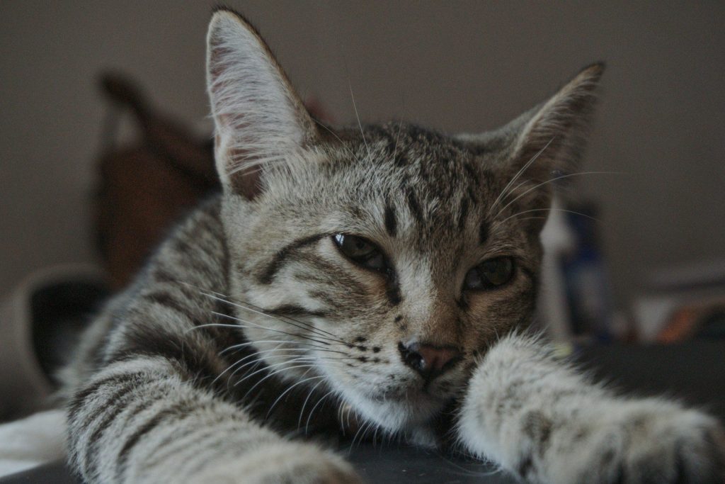 a close up of a cat laying on a table