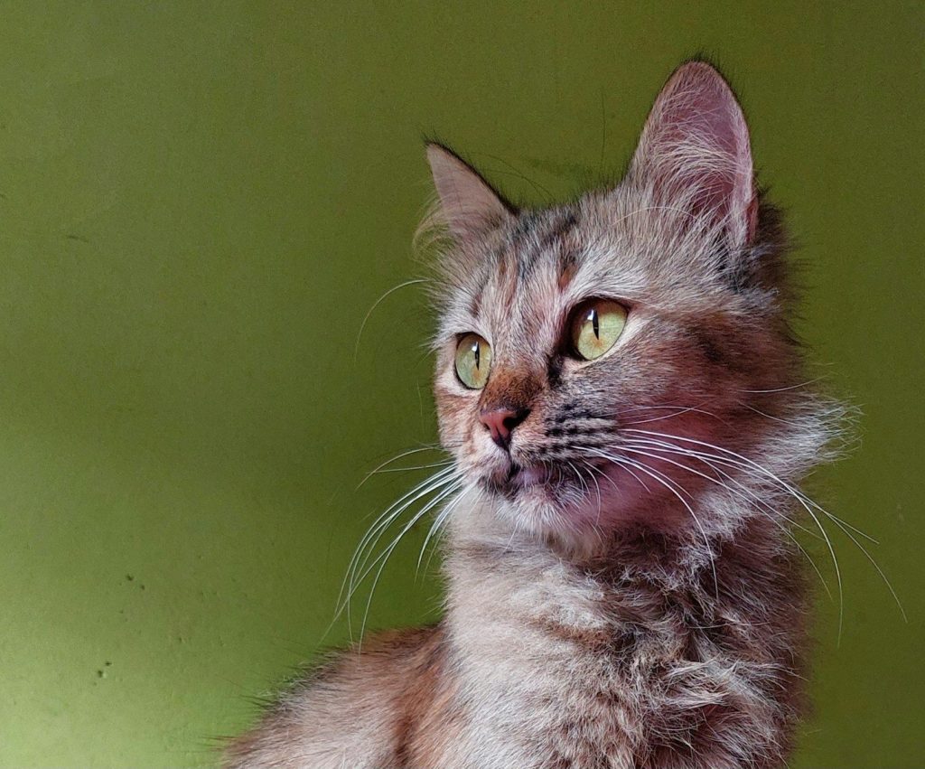 a close up of a cat with a green background
