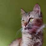 a close up of a cat with a green background