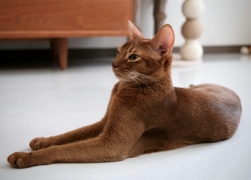 An abyssinian cat rests on a light floor.