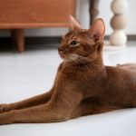 An abyssinian cat rests on a light floor.