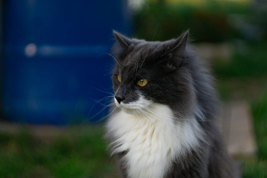 a cat sitting outside