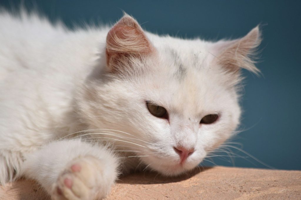 A white cat with green eyes rests on a ledge.