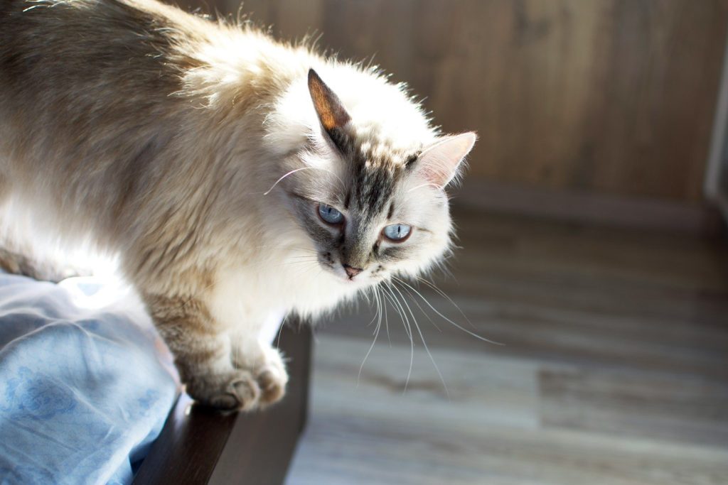 a cat on a person's lap