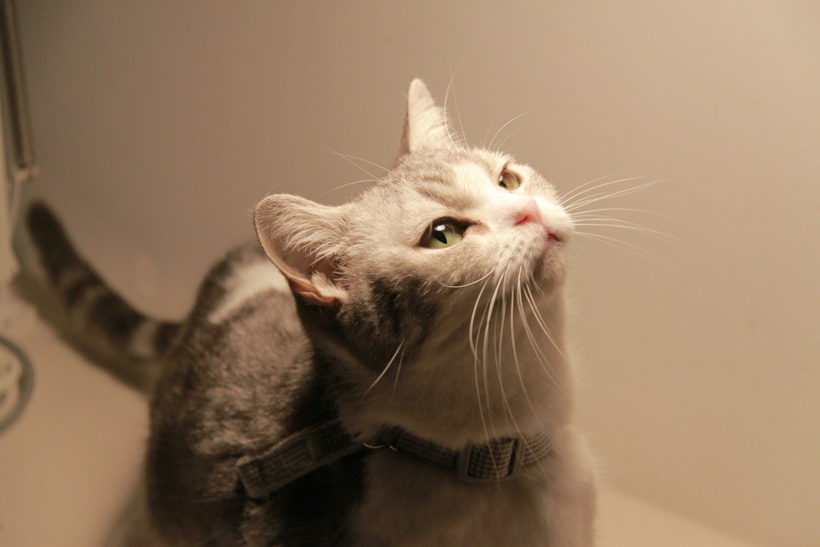 a gray and white cat with a collar looking up